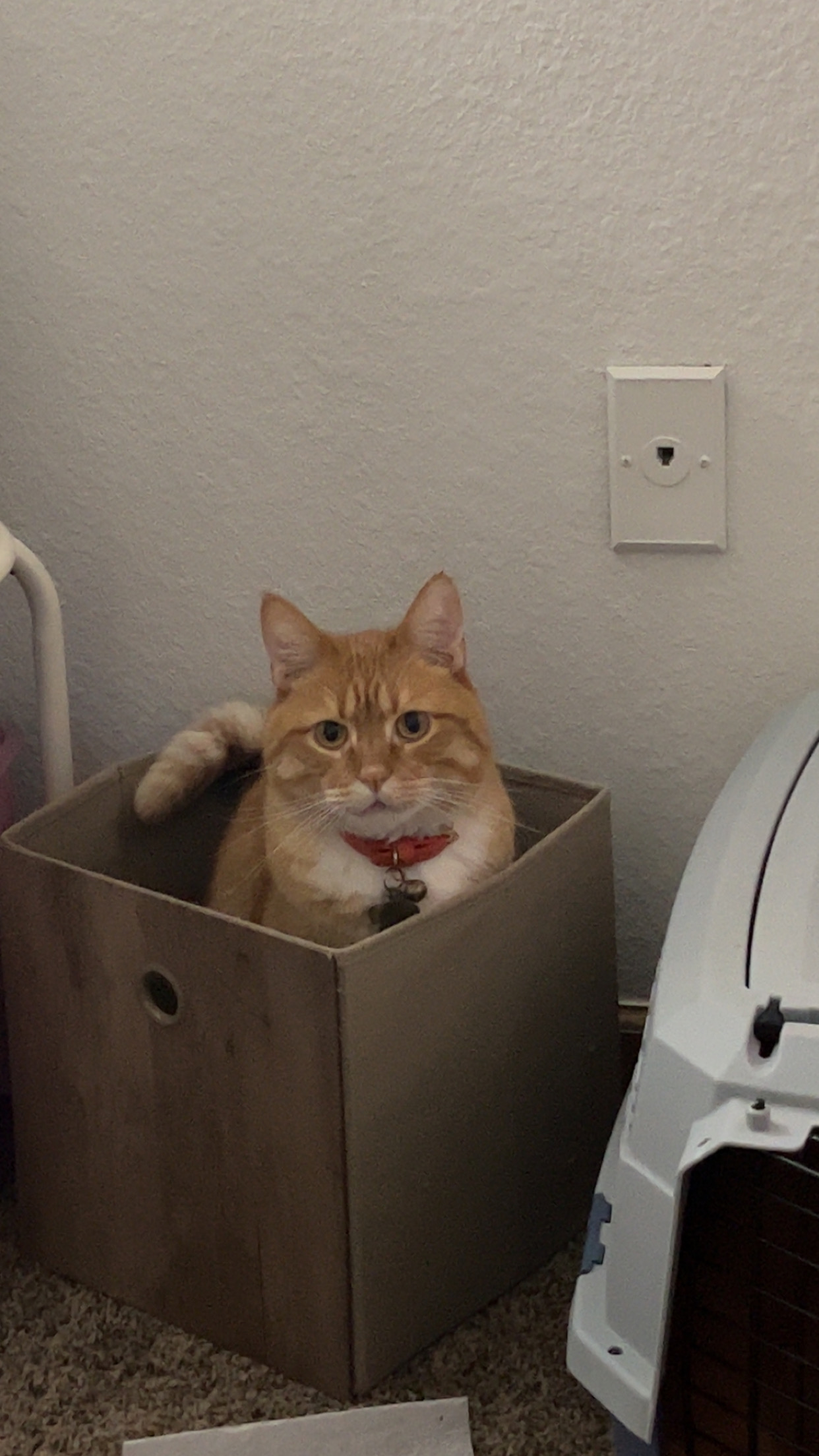 Eztio the cat who is treasured by Annika, Therapist