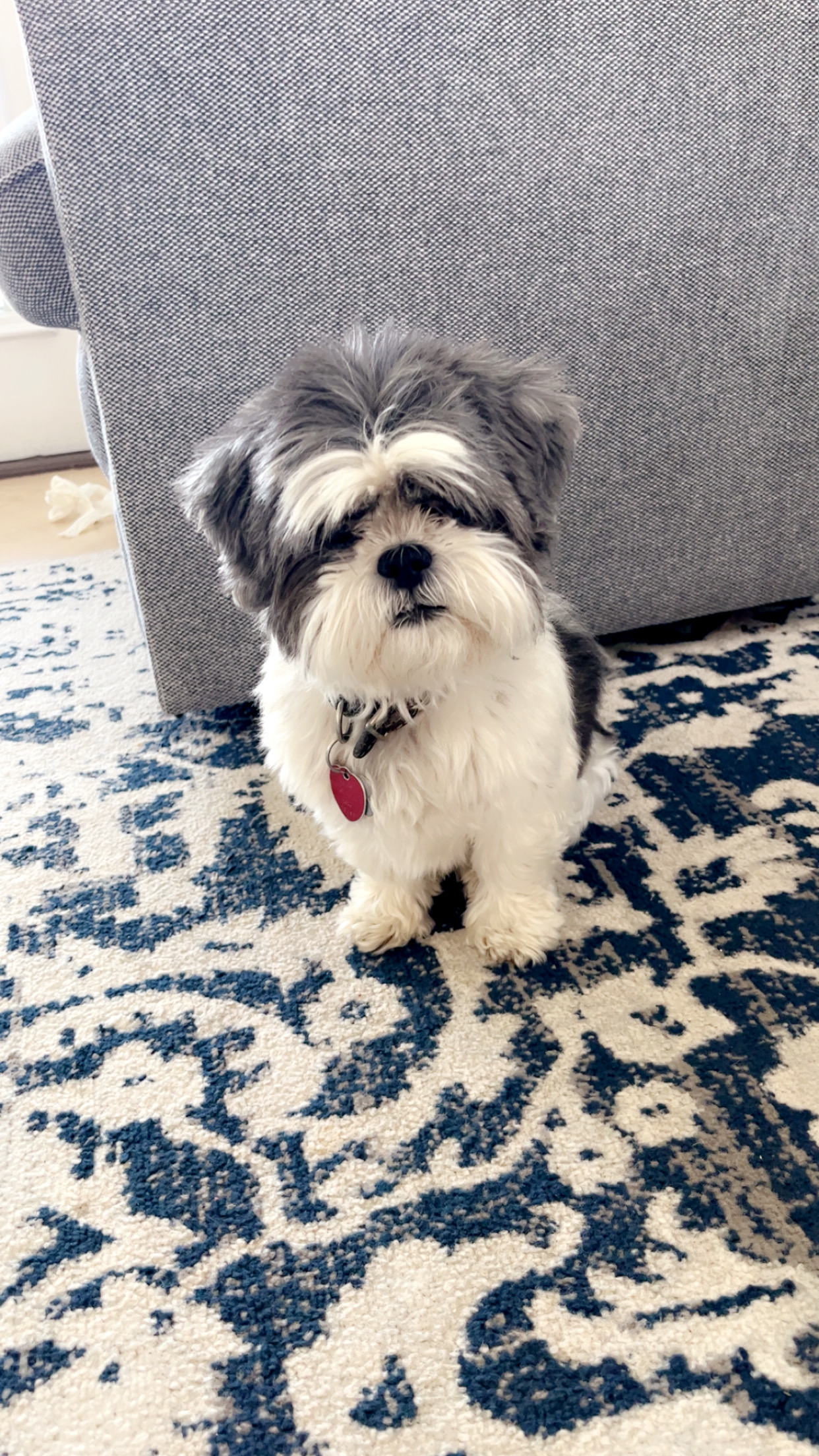 Mushu the dog who is adored by Annika, Therapist