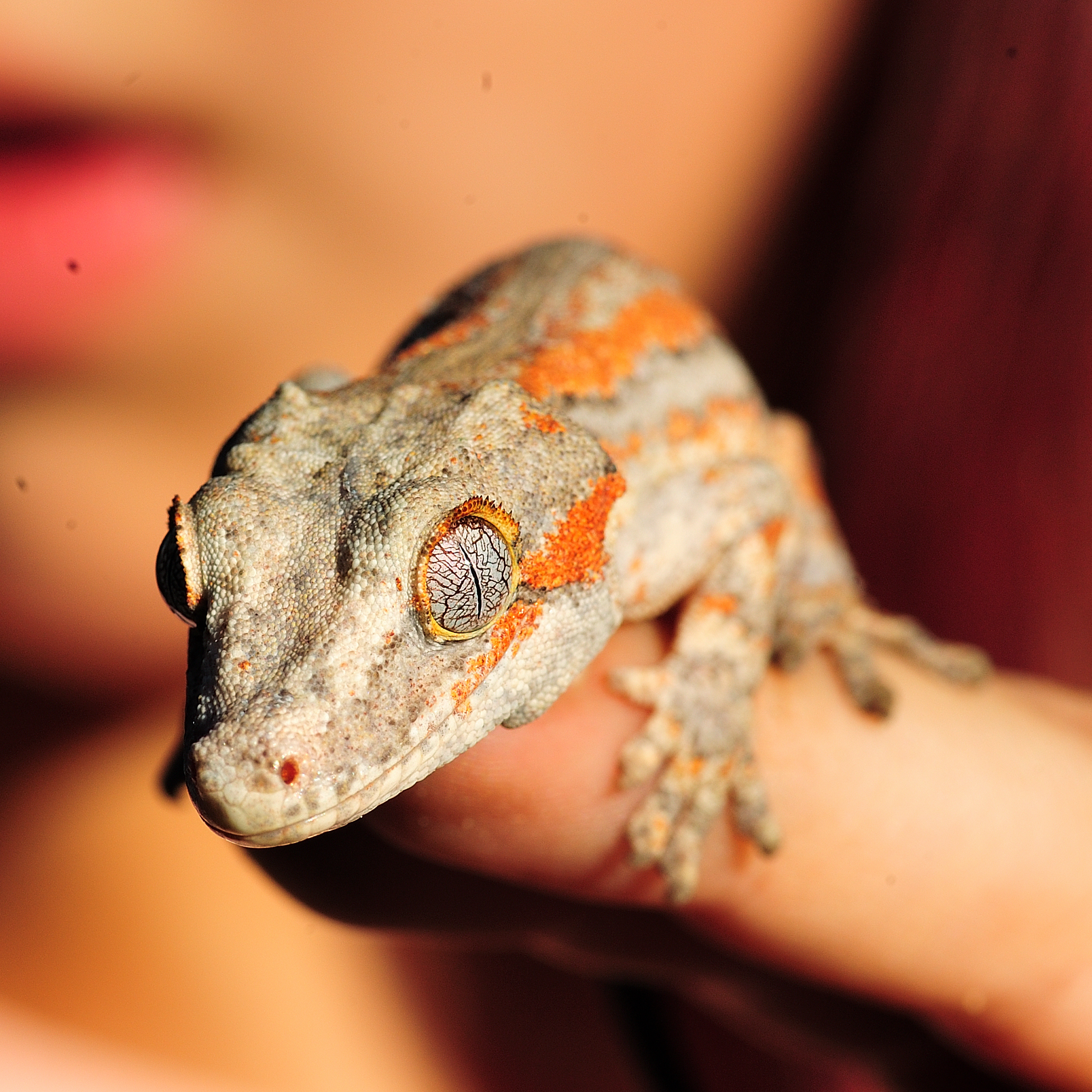 Chad, Hospital Compliance Analyst family's Geko